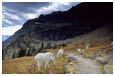 mountain goats on trail